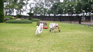 Несмотря на инвалидность, собака с удовольствием гоняет мячик и играет с другом-сородичем Мамоном