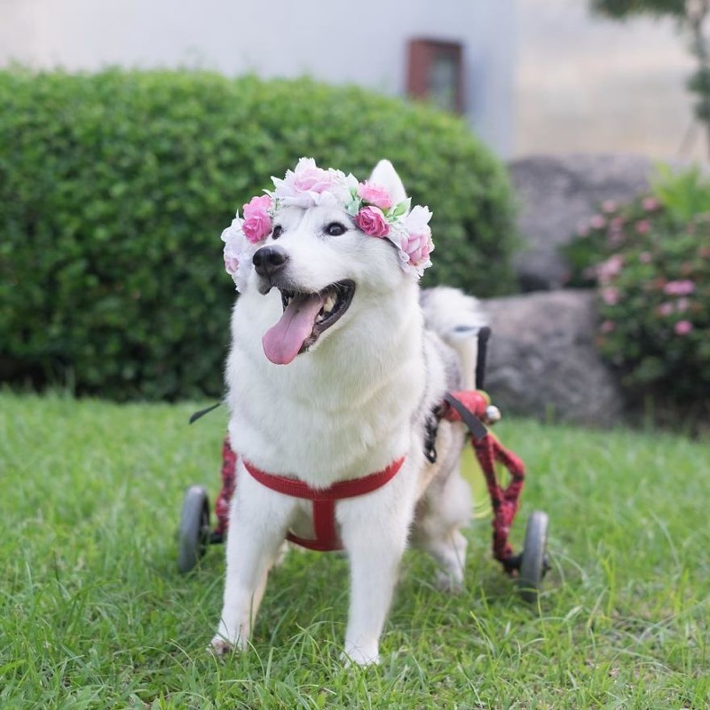 Хаски, родившаяся без лап, нашла хозяйку и стала самой счастливой собакой в инвалидной коляске