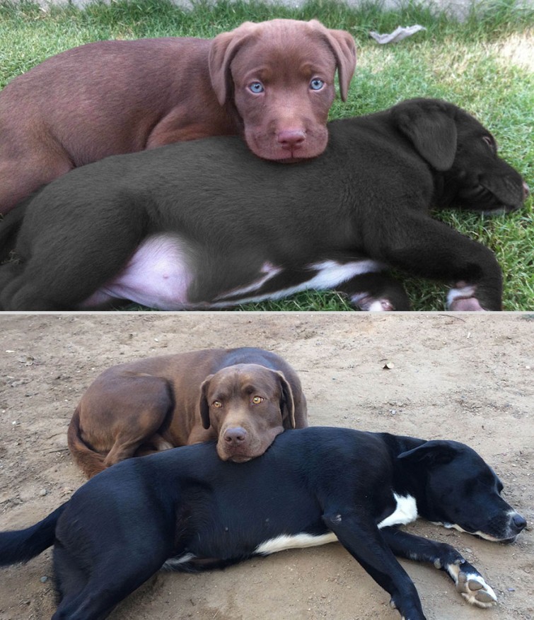 Щенки, выросшие во взрослых собак в стиле «до и после»