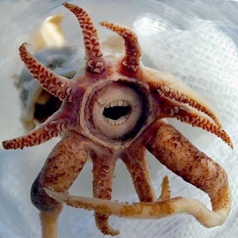 14. Зубастый кальмар (Promachoteuthis Sulcus)
