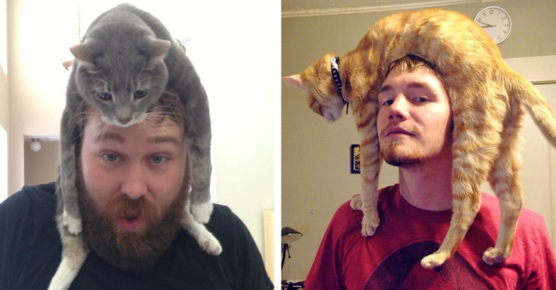 19 фотографий, после просмотра которых вы тоже решите положить кота себе на голову