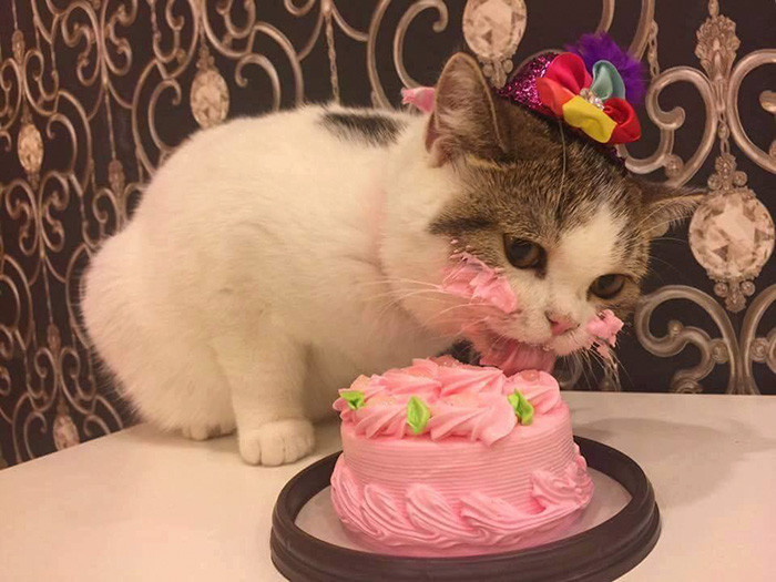 Как котик свой праздничный торт ел 