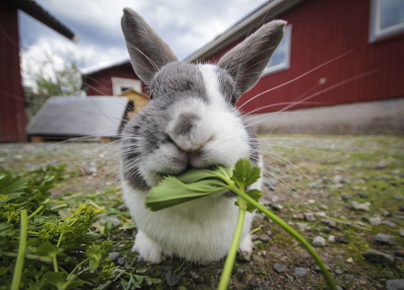 Жующий кролик. Ерген, Швеция