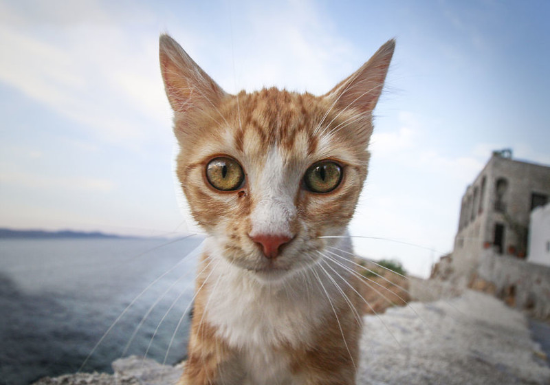 Глазастый кот. Остров Идра, Греция 