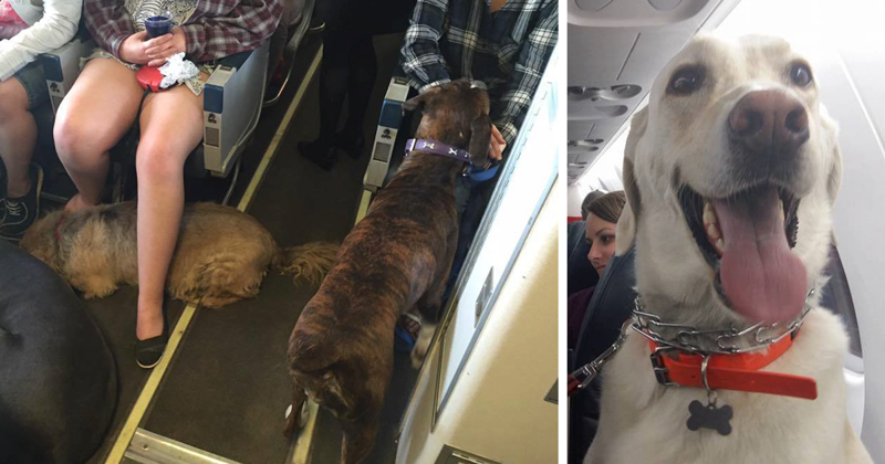Авиакомпании нарушают собственные правила ради спасения животных от пожара