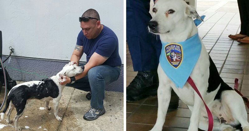 Бездомный пес стал сотрудником полиции в Пуэрто-Рико