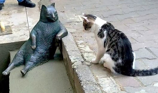 Даже кошки пришли взглянуть на памятник самому знаменитому коту Стамбула