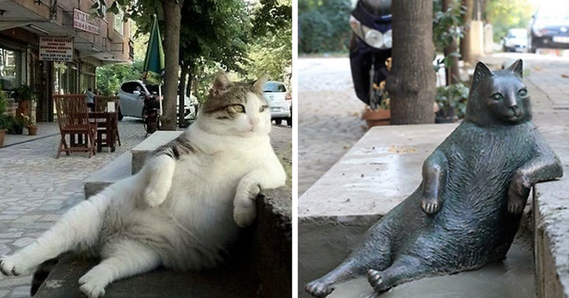 Самый знаменитый кот Стамбула удостоен памятника из бронзы-1