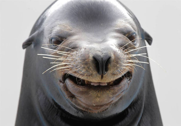 47. Счастливый тюлень 