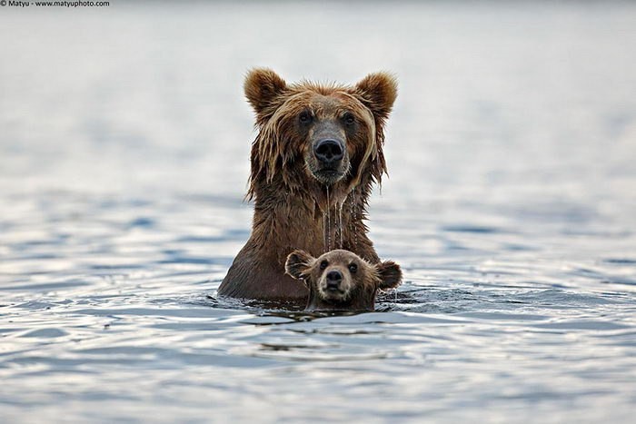 Несмотря на грозный вид, медведи очень любят своих детишек