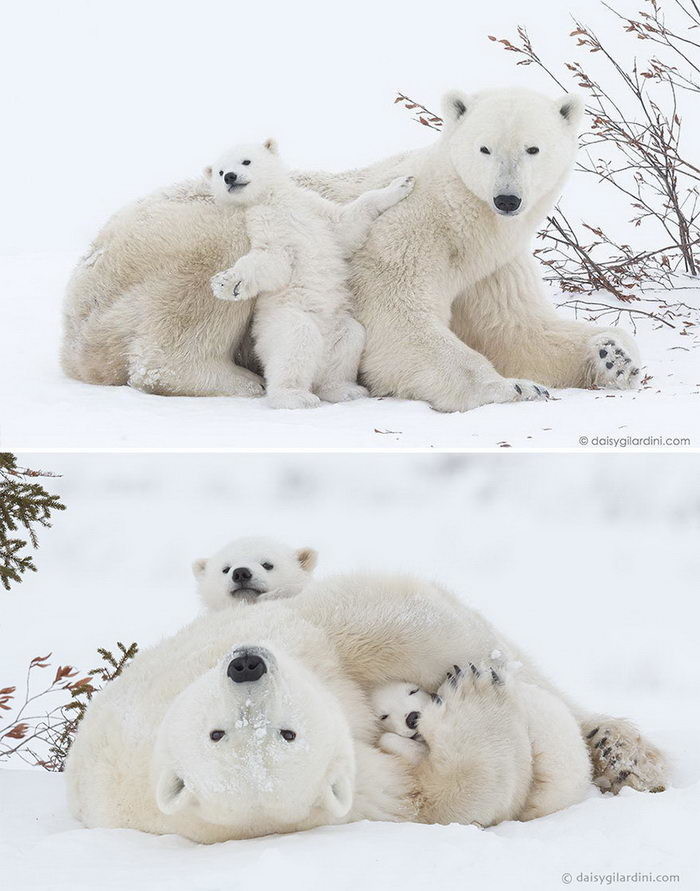 Несмотря на грозный вид, медведи очень любят своих детишек