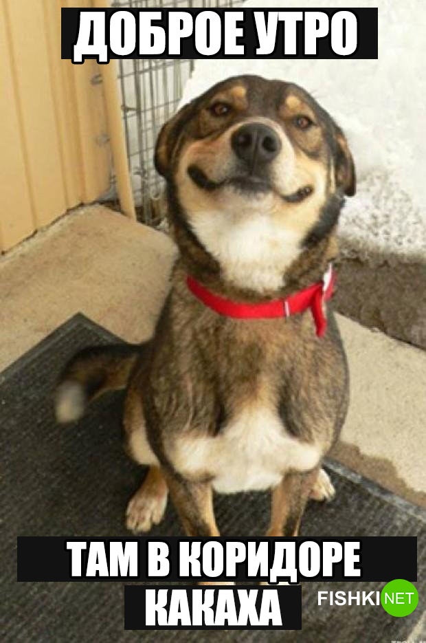 34 самых смешных собачьих фото, известных человечеству