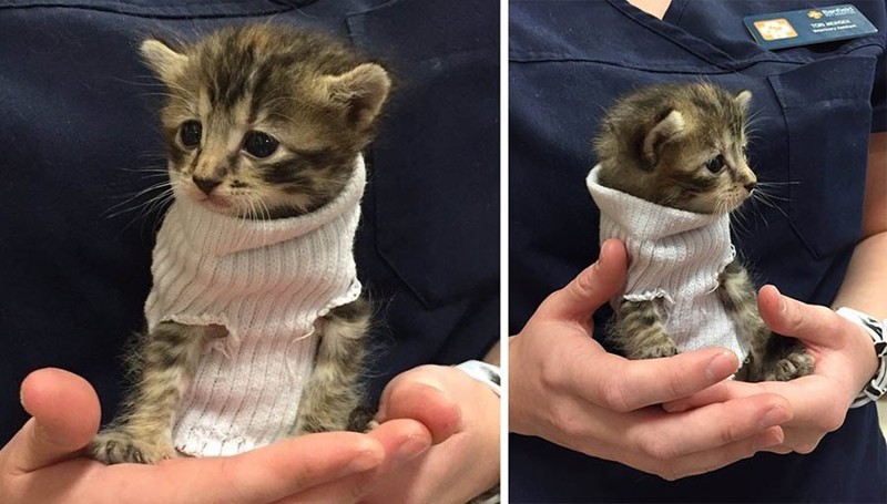 Котенок, спасенный от урагана «Мэтью», получил крошечный свитер из носка и обрел свой новый дом