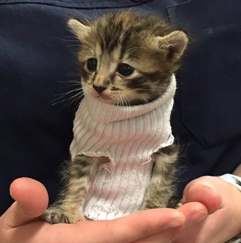 Котенок, спасенный от урагана «Мэтью», получил крошечный свитер из носка и обрел свой новый дом