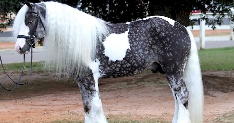 12 лошадей невероятно красивых цветов