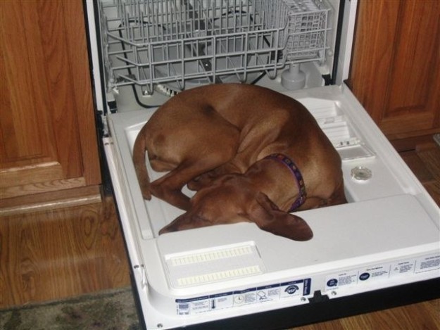 Это всенародно признанная истина: любая собака спит только там, где ей это удобно.