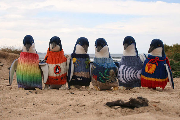 4. В Австралии есть человек, который вяжет свитеры пингвинам. Работа мечты!
