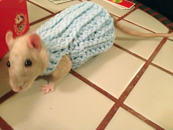 12. Мой новый свитер - как раз к зиме!
