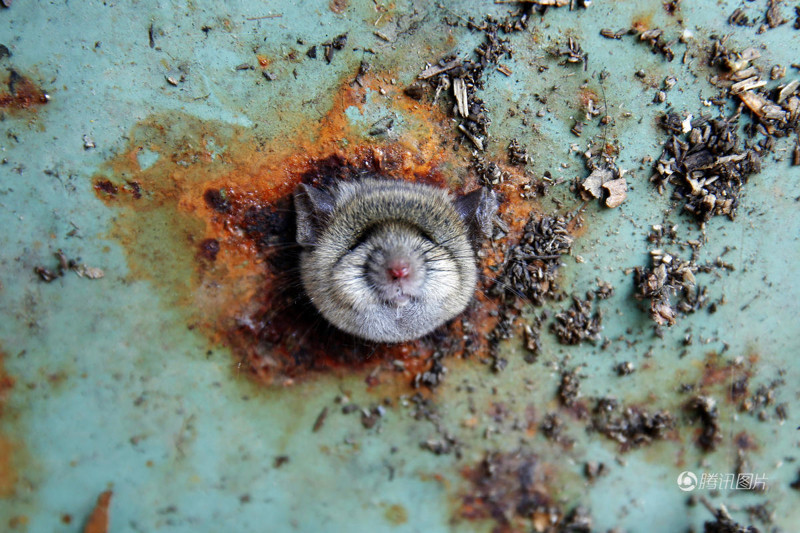 Фото крысы, высовывающей голову из отверстия — бесценно 