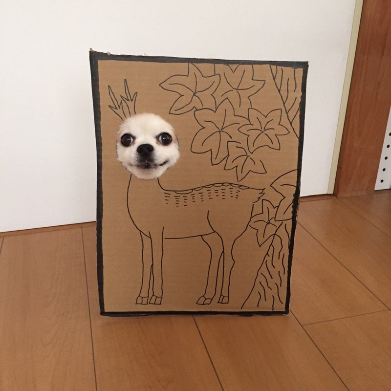 Девушка делает уморительные костюмы из картона для своей собаки