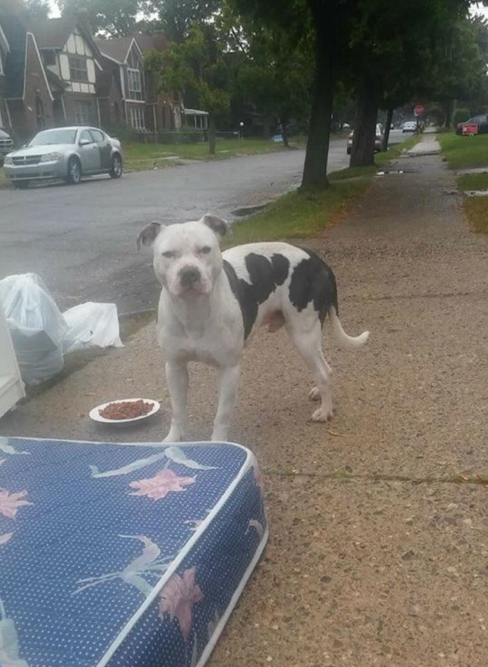 Брошенный пес целый месяц ждал хозяев на тротуаре