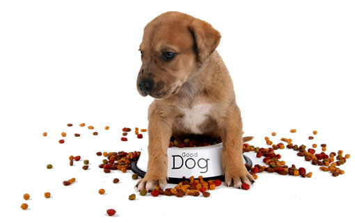 Собака каждый день ест одно и то же! Наверное, ей это надоедает?