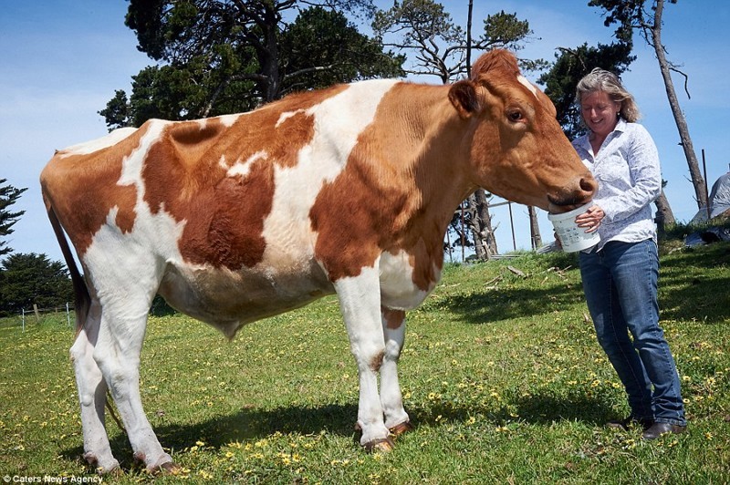 Святая корова! Кажется, Большой Му — самый крупный бычок в Австралии