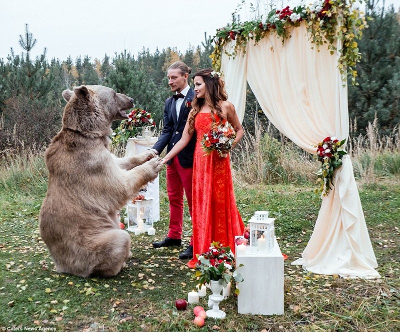 Какая же русская свадьба без медведя?