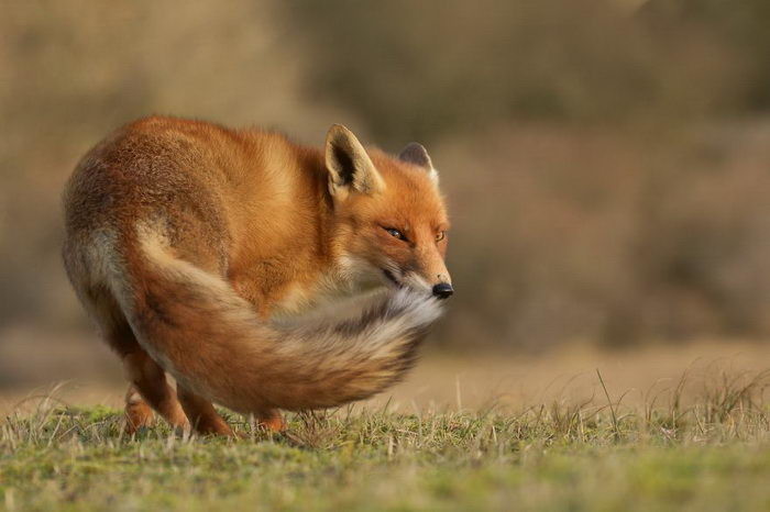 Фотогра нашёл в Нидерландах песчаный парк с дикими лисами