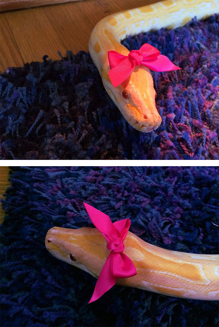 Эти змеи в шляпах просто восхитительны!