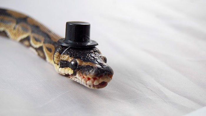 Эти змеи в шляпах просто восхитительны!