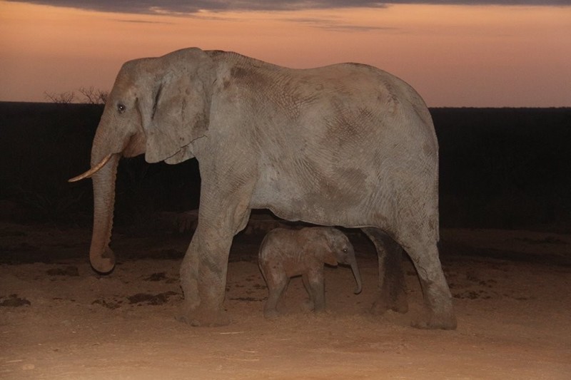Повзрослевшая слониха-сирота вернулась к своим спасателям с малышом