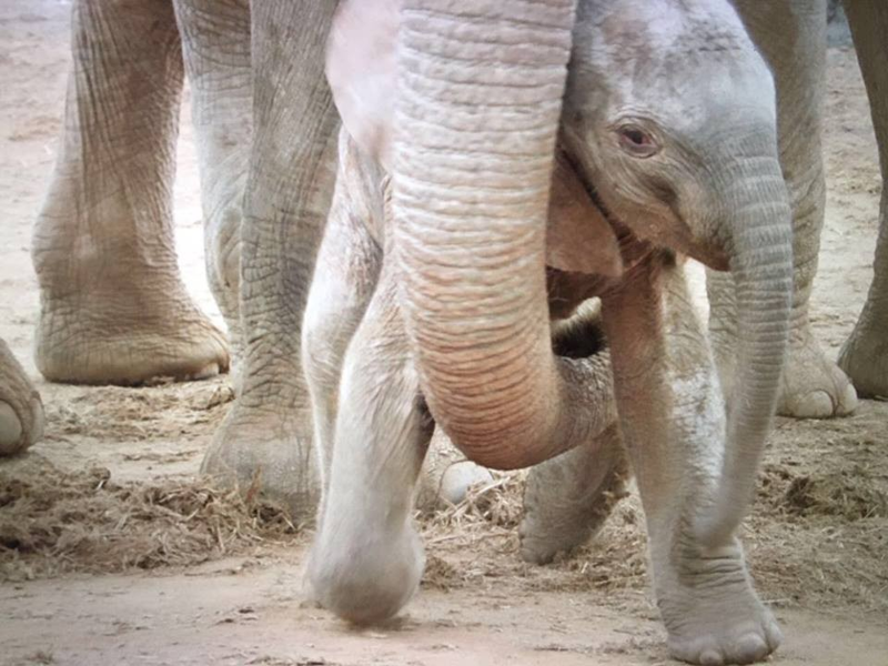 Повзрослевшая слониха-сирота вернулась к своим спасателям с малышом