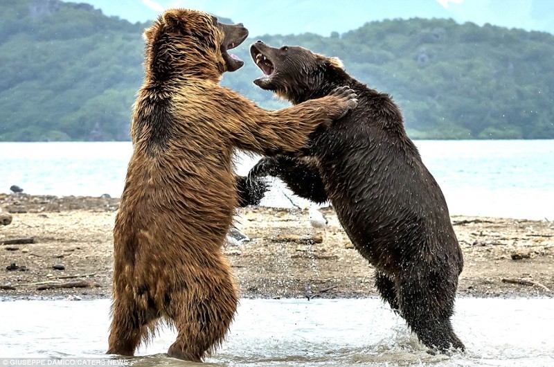 Битва титанов: как два медведя подрались за рыбку
