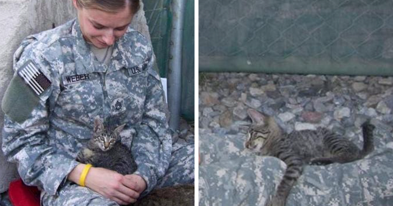 Женщина-солдат отказалась покидать Афганистан без больной кошки