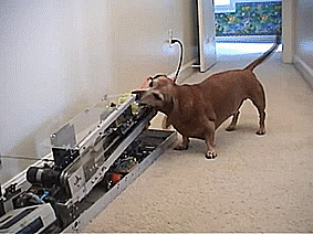 Владелец этой собаки построил машину, которая бросает теннисные мячики, за которыми так любит гонятся его питомец 