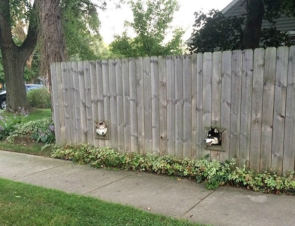 Владельцы этих собак сделали окошки в заборе для того, чтобы их любимцы могли общаться