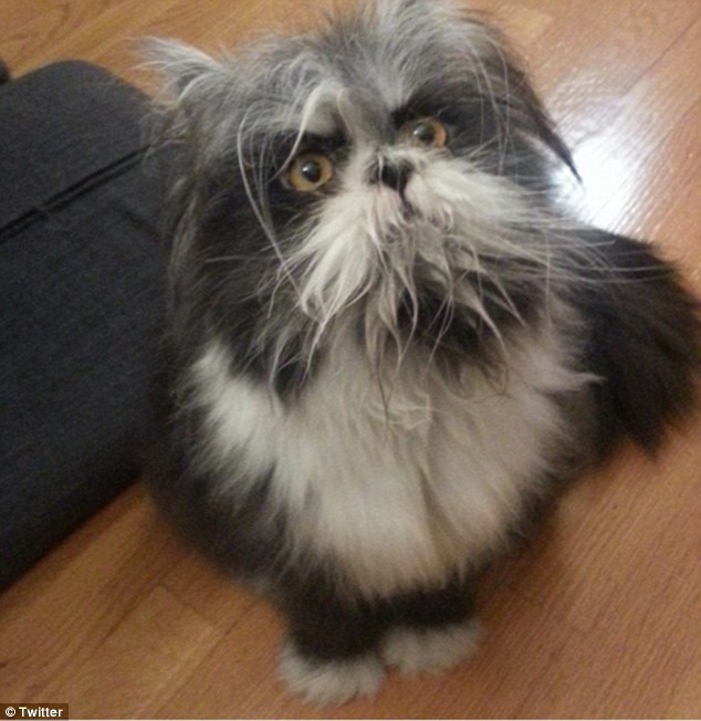 Сам же хозяин Атчума признал, что его питомец - персидский кот, страдающий гипертрихозом
