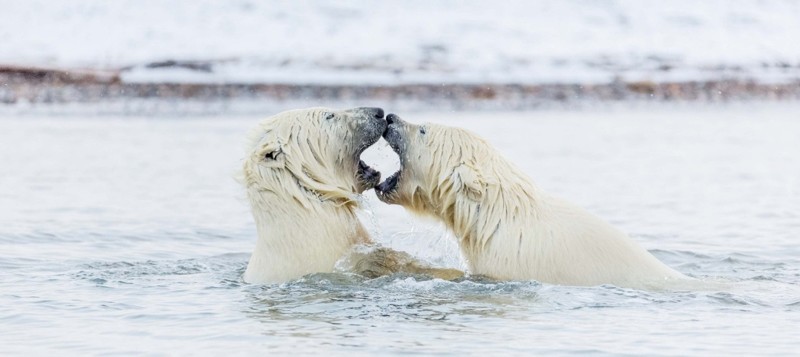 Во время поездки в Национальный Арктический заповедник Аляски 44-летний Иэн Плант увидел двух подросших полярных медвежат 