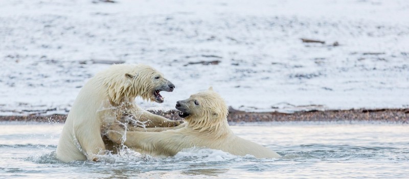 Белые медведи - хорошие охотники, за один заход они способны съесть 45 килограммов жира тюленей