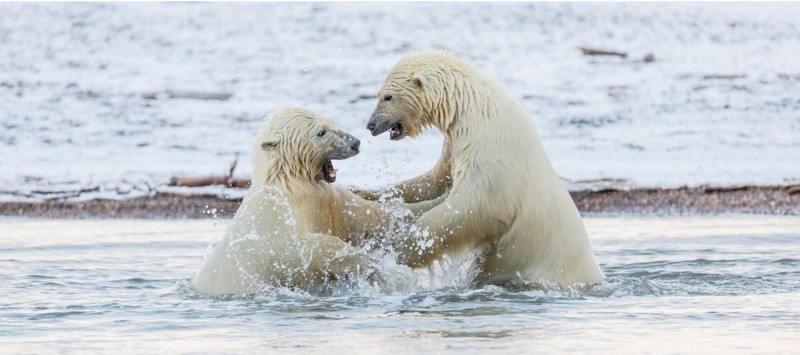 Большую часть своей жизни эти медведи проводят на дрейфующих льдинах, охотясь на морских животных