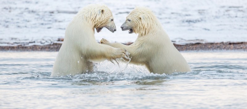 Белые медведи являются самыми крупными хищниками Арктики, они способны чувствовать запах добычи за 10 миль 