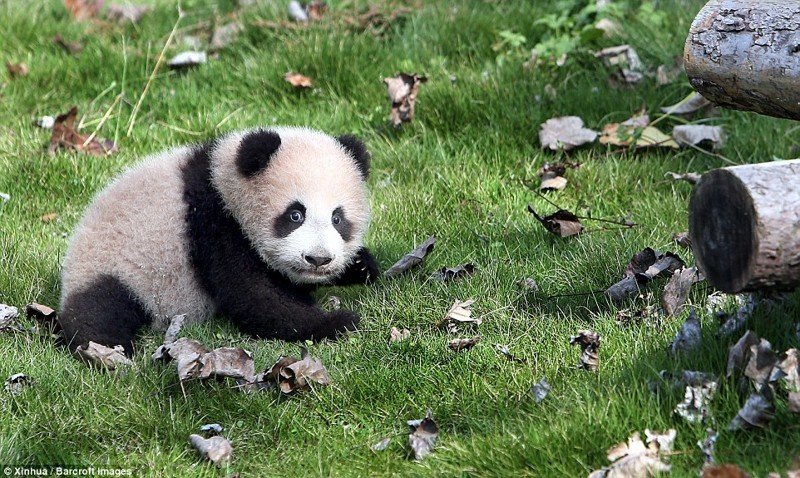 Малышка панда учится ходить