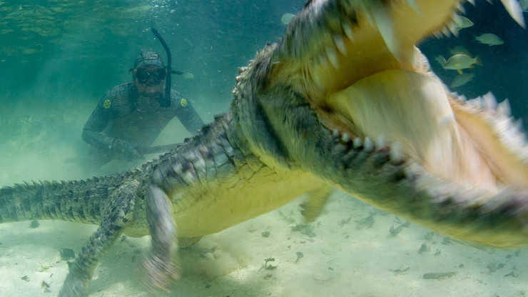 Есть такая профессия: крокодилов под водой фотографировать