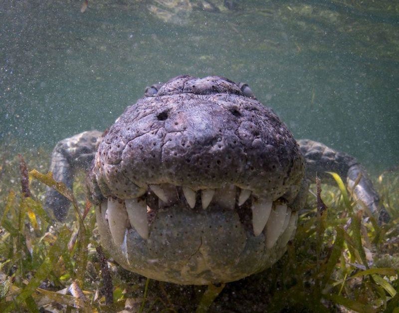 Есть такая профессия: крокодилов под водой фотографировать
