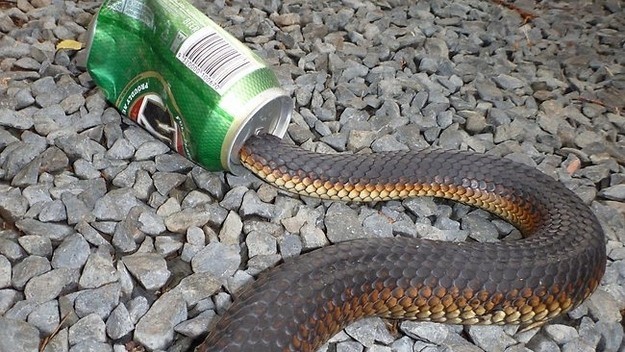 Пьяная змея