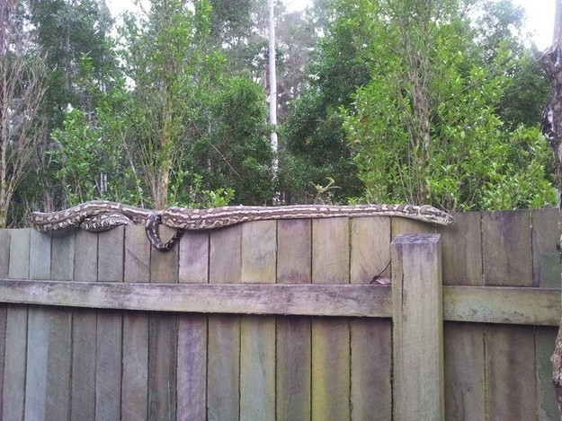 Всего лишь обычная змея на заборе