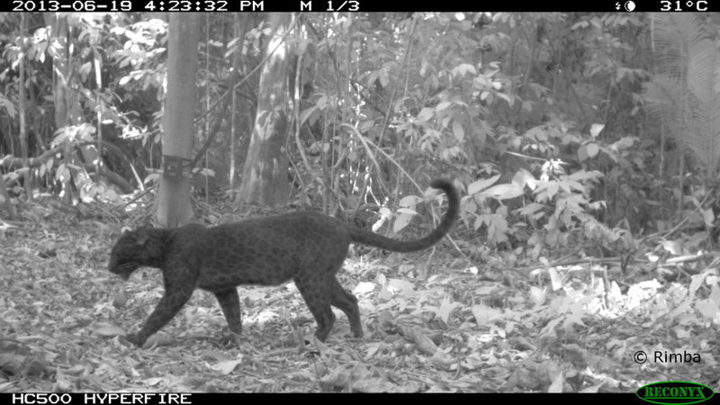 У черных леопардов есть уникальный рисунок на шкуре. Но мы его не видим  