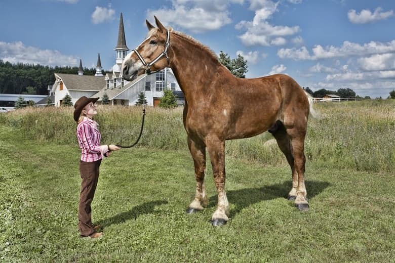 8. Большой Джейк - самый высокий конь в мире