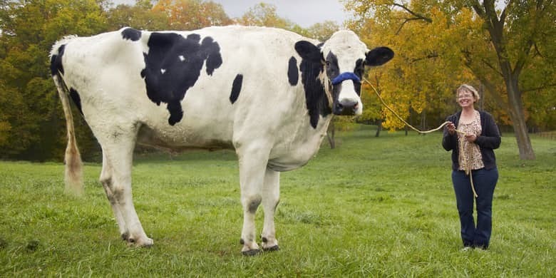 5. Блоссом - самая высокая корова в мире